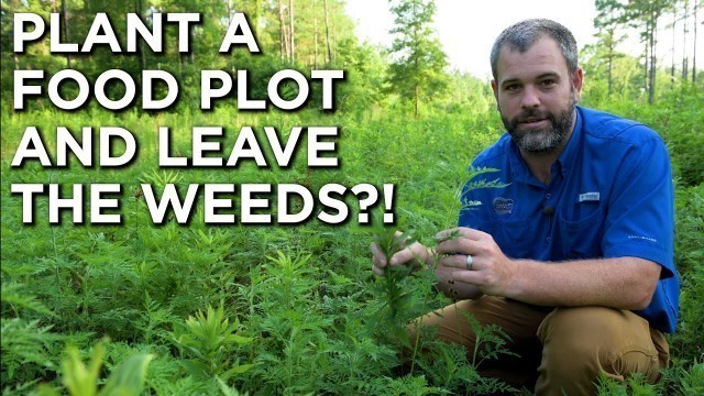 'Planting A Food Plot And Letting Weeds Take Over?! (Good Weeds!)'