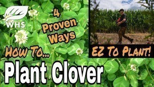 'Best Way to Plant Clover'