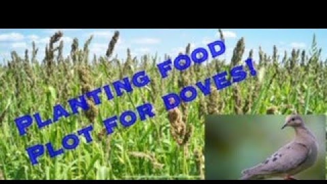 'Planting Food Plot For Dove Season!'