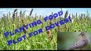 'Planting Food Plot For Dove Season!'