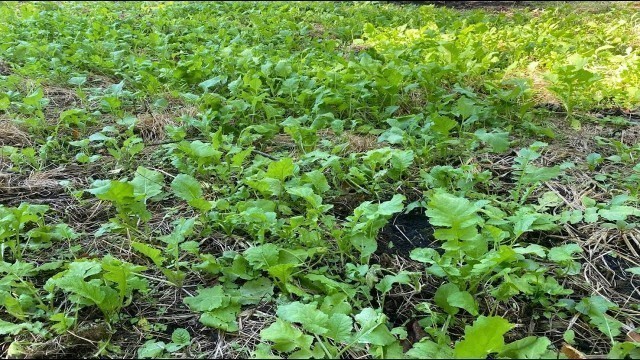 'Swamp Food Plot - 30 Day Update - No Till Northwoods Sweet Feast & Clover'