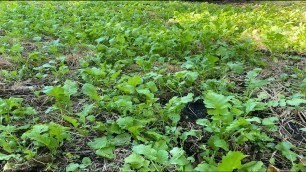 'Swamp Food Plot - 30 Day Update - No Till Northwoods Sweet Feast & Clover'