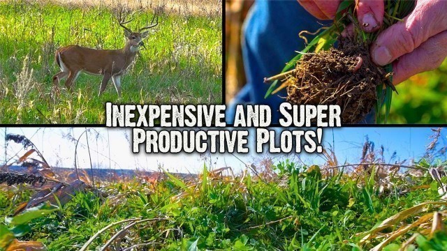 'Inexpensive and Productive Food Plots for Whitetails (673)'