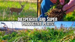 'Inexpensive and Productive Food Plots for Whitetails (673)'