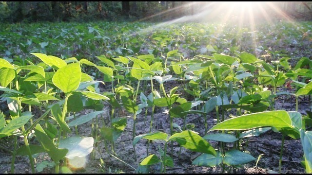 'Iron and Clay Cowpeas Food Plot: Two Week Update'