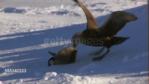 'Giant Petrels hunting their favourite food: emperor penguin chicks'