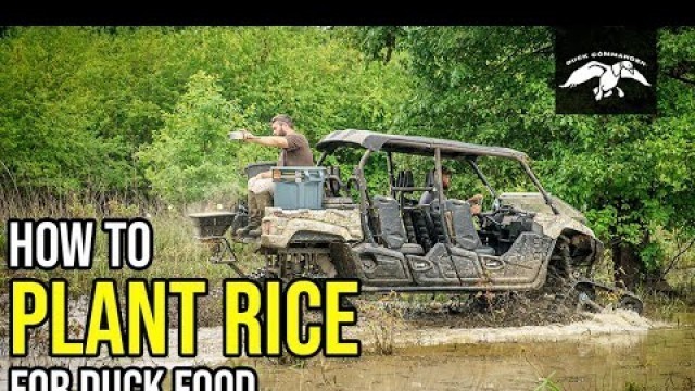 'How to Plant Rice in Flood Water | Tune Up Tuesday | PART 1'