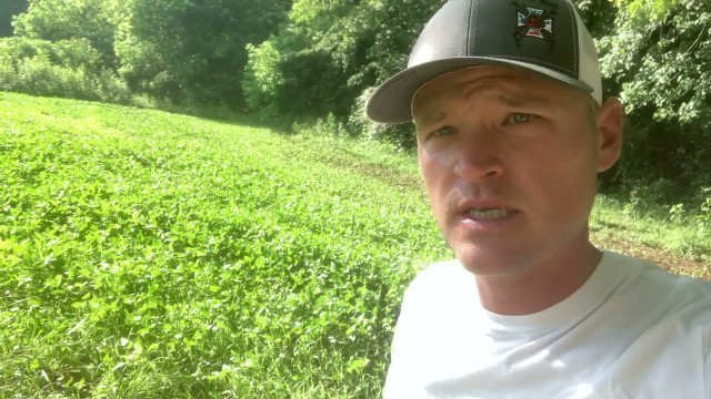 'Georgia Summer Deer Food Plot - cow peas (iron clay peas)'