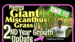 'Planting Screening Grass - Giant Miscanthus in Year 2 - Food Plot Screening 