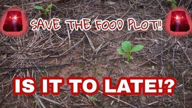 'Emergency FOOD Plot Planting!!!'