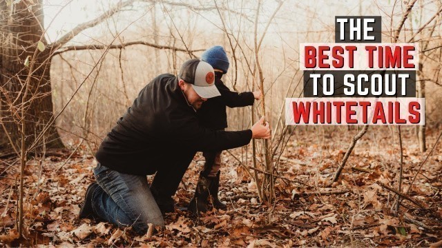 'The Best Time To Scout Whitetails'