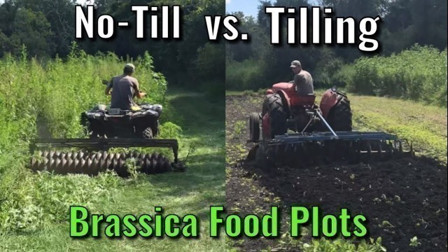 'Planting Brassica Food Plots - No-Till vs Tilling'