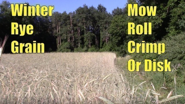 '3 Ways To Deal With Tall Rye Grain In Deer Food Plots Without Big Equipment'