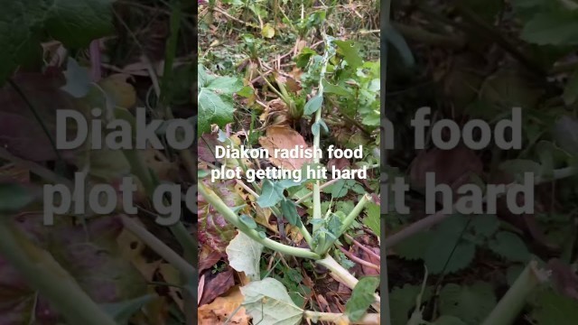 'Daikon Radish Food Plot getting hit hard. #hunting #foodplot #deer'