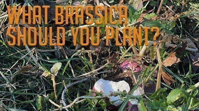 'What Brassica Species Should You Plant in Your Food Plot?'