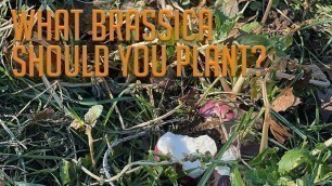 'What Brassica Species Should You Plant in Your Food Plot?'