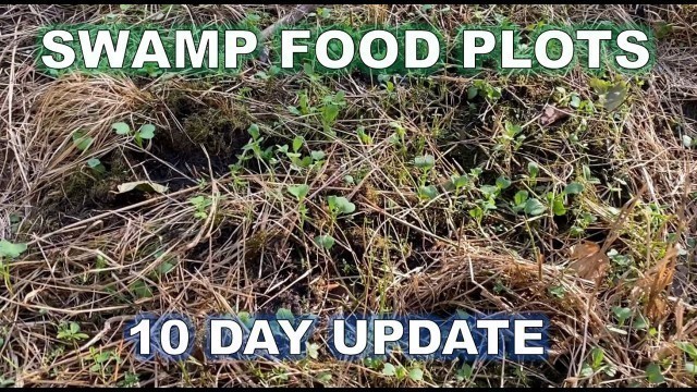 'Swamp Food Plot - 10 Day Update - No Till Northwoods Sweet Feast, Clover & Oats'