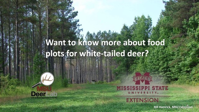 'Food Plot Considerations and Techniques - MSU Extension'