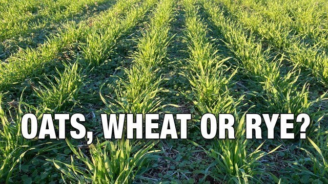 'Oats, Wheat or Rye: Which Should You Plant in your Deer Food Plots?'