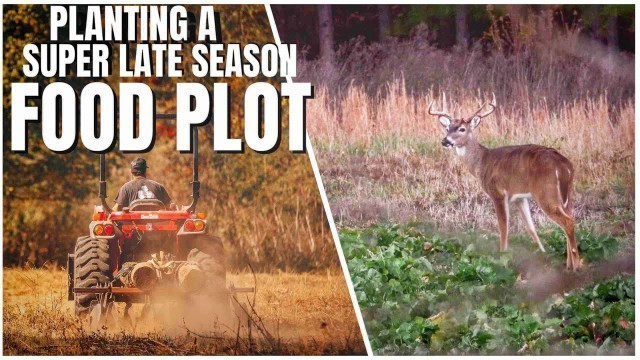 '350 POUNDS OF WINTER WHEAT in a FOOD PLOT! - Late Season Food Plot'