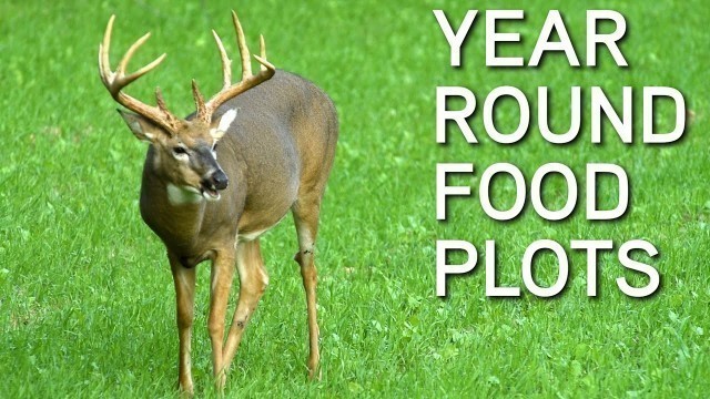 'Year Round Deer Food Plot Strategy | Big & Small Farms'