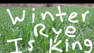 'Winter Rye For Food Plots'