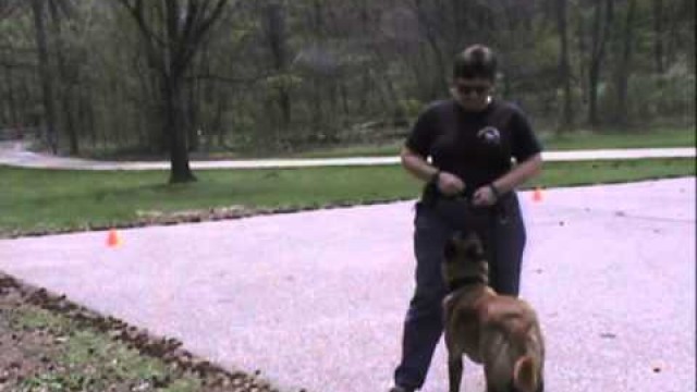 'Example Dog Scout test for video submission.avi'