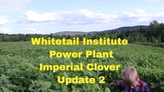 'Foodplot 2021 Update 2 Whitetail Institute Clover, Beets and Greens, Power Plant, and Ravish Radish.'