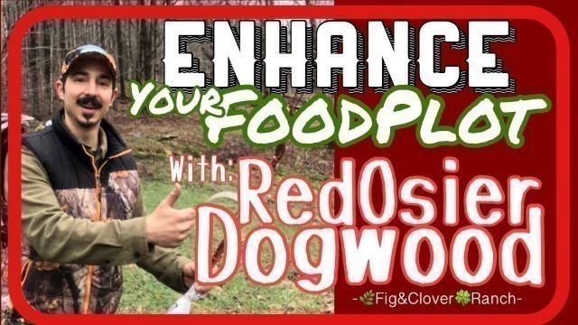 'Red Osier Dogwood - Enhance Your Food Plot for Deer'