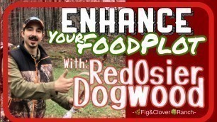 'Red Osier Dogwood - Enhance Your Food Plot for Deer'