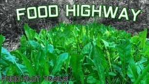 'Planting Logging Roads with Food Plot Mix - Backwoods Food Plot Strategy'