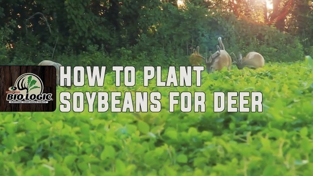 'How to Plant Soybeans for Deer'