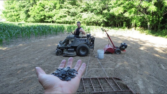 'HOW TO PLANT A DOVE FOOD PLOT!!(Sunflowers)'