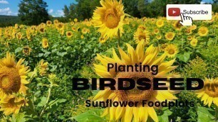 '2022 Summer Food Plot Update: Can You Plant Black Oil Sunflower Birdseed? Maine Soybean Food Plots!'