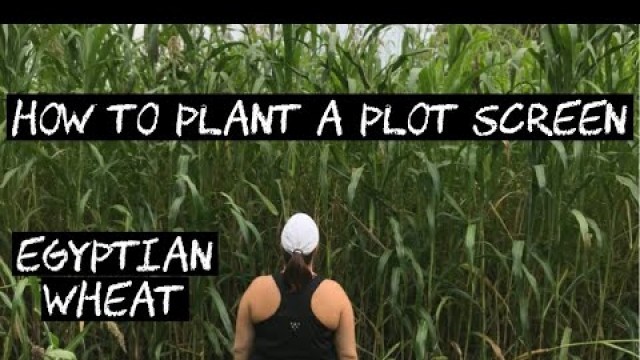 'How to plant a Plot Screen (Egyptian Wheat)'