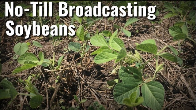 'No-Till Broadcasting a Soybean and Corn Food Plot'