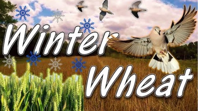 'Planting Winter Wheat for SPRING Doves | Fall Food Plot Planting'