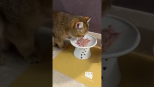 'Ziggy Frost || Till I Collapse 2 “Mukbang” #catsofyoutube #viralshorts #cats #viral #catlover #funny'