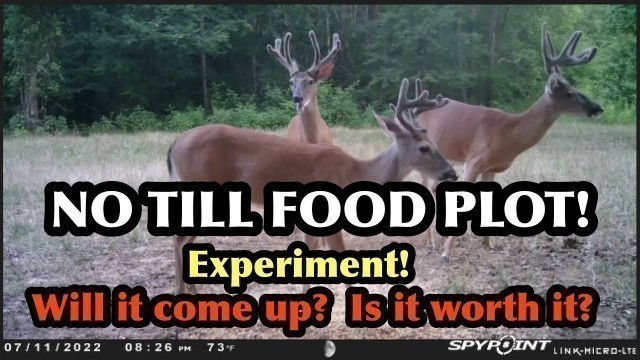 'Cheap deer food plot (NO TILL) for deer season 2022.  Will it come up? is it worth trying?'