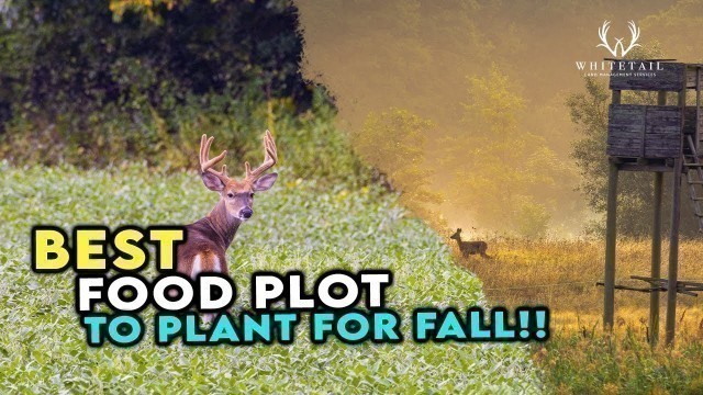 'BEST Food Plot To Plant for FALL!! MUST HAVE!'