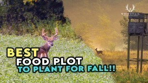 'BEST Food Plot To Plant for FALL!! MUST HAVE!'