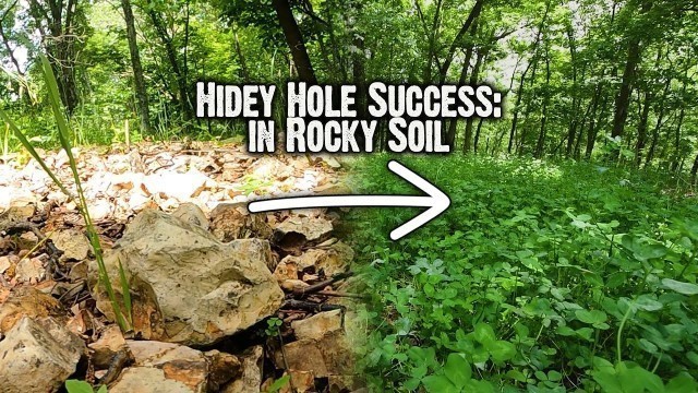 'Clover Food Plot: Growing GREAT in this ROCKY Soil!'