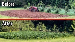 'Broadcasting No Till Soybeans vs Tilling Soybean Food Plot - Side by side same soil'