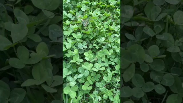 'A perfect lush clover food plot!'