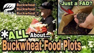 'Buckwheat Food Plots For Deer'