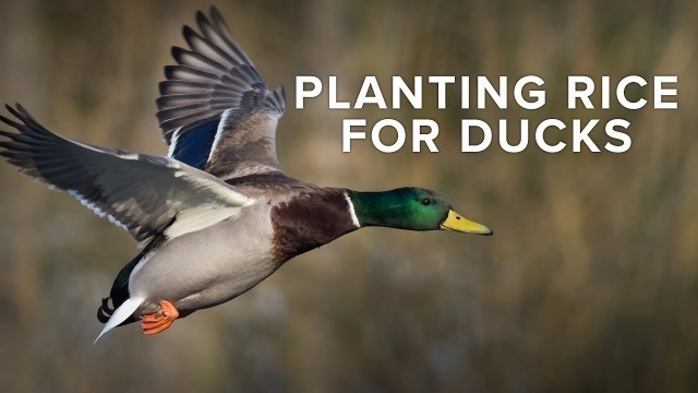 'How To Plant Rice For Duck Hunting | Food Plot In Timber Hole | Rusty Creasey of Coca Cola Woods'