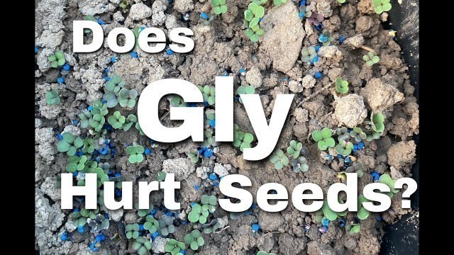 'Does Glyphosate Hurt Food Plot Seed? Experiment Part 1'