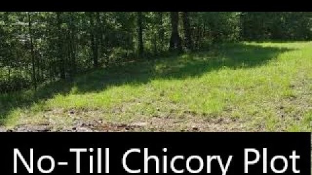 'Planting Eagle Seed Chicory Food Plot No-Till Method'