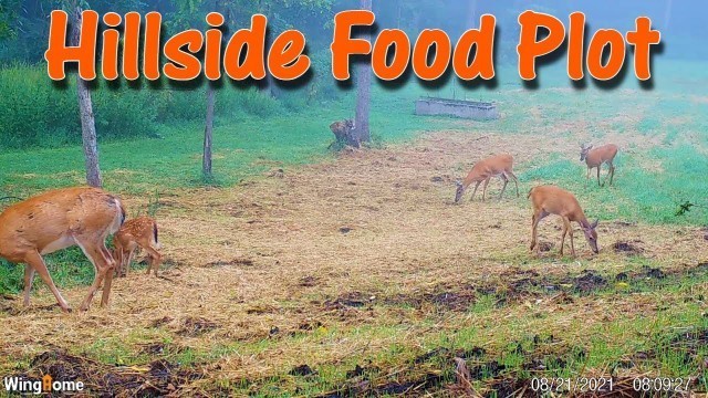 'Building Soil on Hillside Food Plot: Compost, Mulch, and More!'