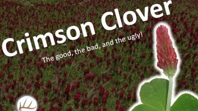 'Crimson Clover as a Deer Food Plot Forage - The Good, Bad, and Ugly'